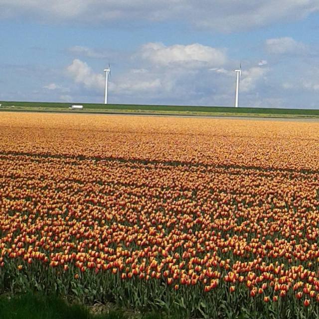 18010797_10154488816488715_5461712321256198284_n